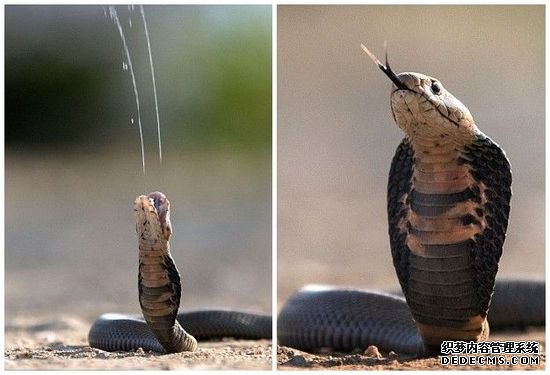 眼鏡蛇爬男子家噴射毒液 眼鏡蛇爬男子家噴射毒液